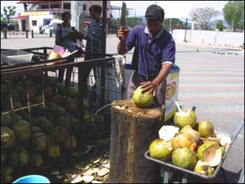 Opening the young green coconut