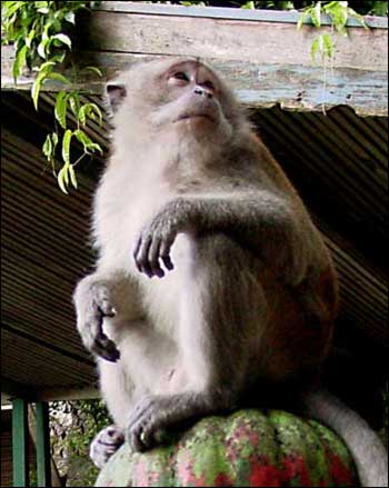 Monkeys seek the tourists' attention